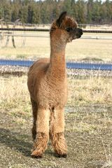 alpaca for sale