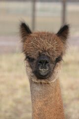 alpaca for sale