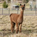 alpaca for sale