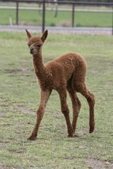 alpaca for sale