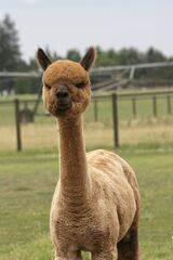 alpaca for sale