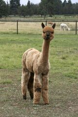 alpaca for sale