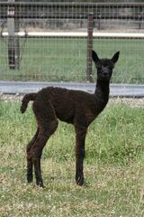 alpaca for sale