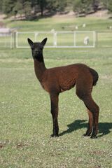 alpaca for sale