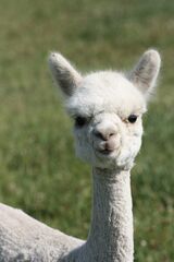 alpaca for sale