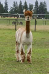 alpaca for sale