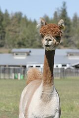 alpaca for sale