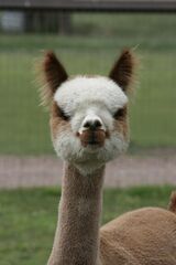 alpaca for sale