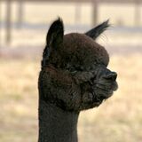 alpaca for sale