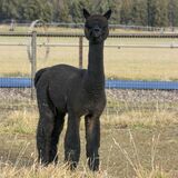 alpaca for sale