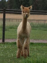 alpaca for sale