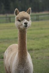 alpaca for sale