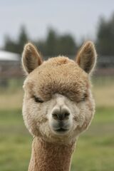 alpaca for sale