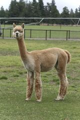 alpaca for sale