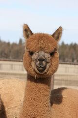 alpaca for sale