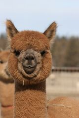 alpaca for sale