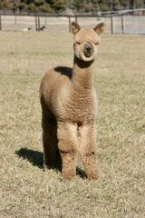 alpaca for sale