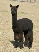 alpaca for sale