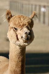 alpaca for sale