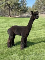 alpaca for sale