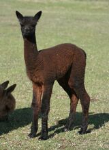 alpaca for sale