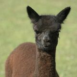 alpaca for sale