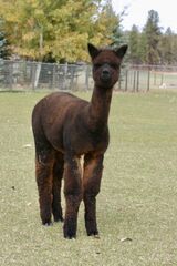 alpaca for sale