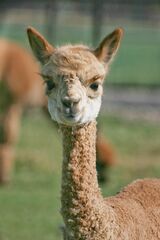 alpaca for sale