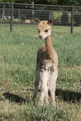 alpaca for sale