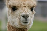 alpaca for sale