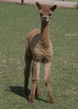 alpaca for sale