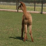 alpaca for sale