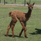 alpaca for sale