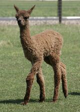 alpaca for sale