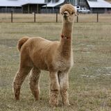 alpaca for sale