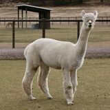 alpaca for sale