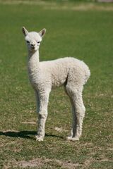 alpaca for sale