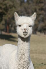 alpaca for sale