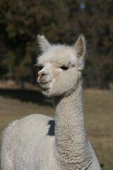 alpaca for sale