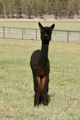 alpaca for sale