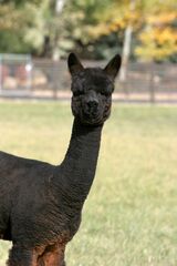 alpaca for sale