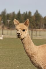 alpaca for sale