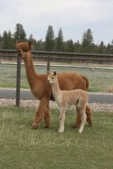 alpaca for sale