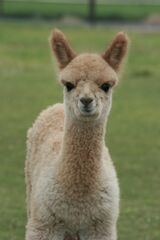 alpaca for sale