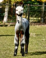 alpaca for sale