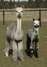 alpaca for sale