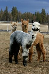 alpaca for sale