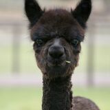 alpaca for sale