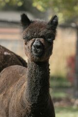 alpaca for sale