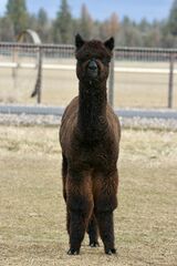 alpaca for sale